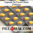 Africa Black Ant Capsule cialis2